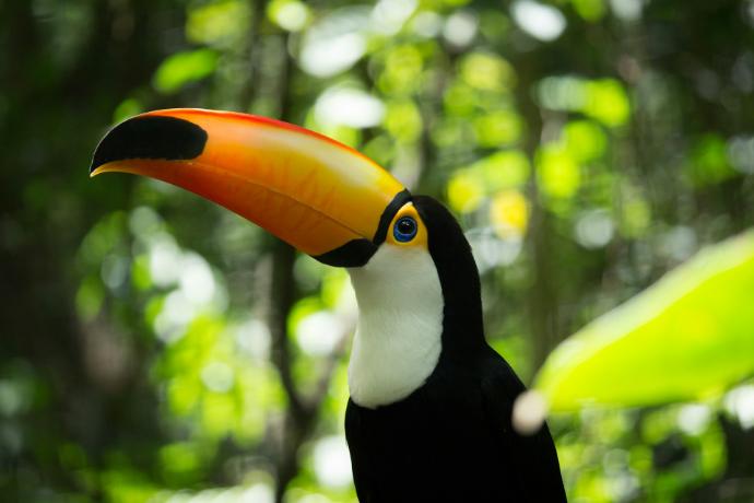 black yellow and white penguin